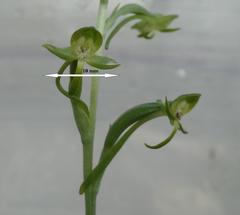 Habenaria arenaria