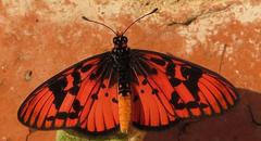 Acraea petraea