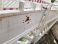 Araneus diadematus