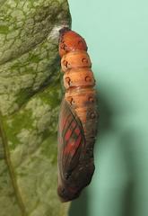 Acraea petraea
