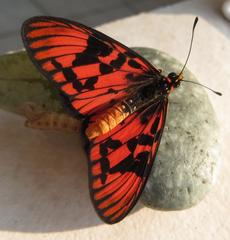 Acraea petraea