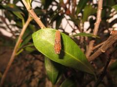 Acraea petraea