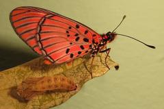 Acraea petraea