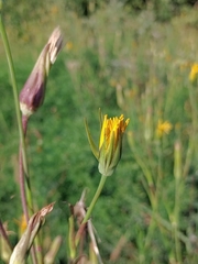 Tragopogon