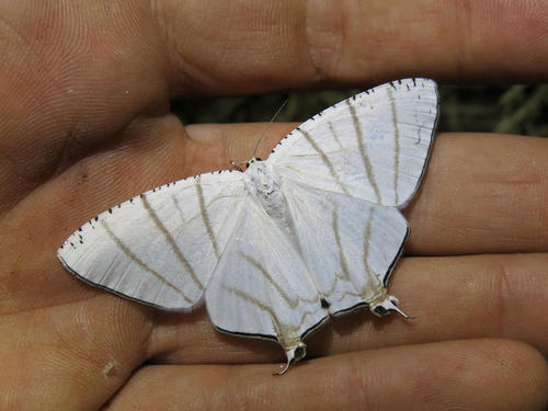 Photo of Recurved Swallowtail (Urapteroides recurvata)