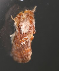 Pseudanapaea denotata