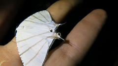 Urapteroides recurvata