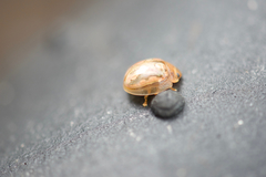 Paropsisterna debilis