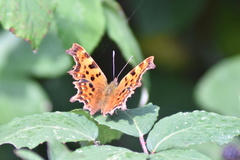 Polygonia c-album