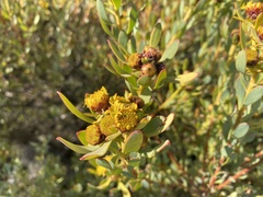 Leucadendron glaberrimum erubescens