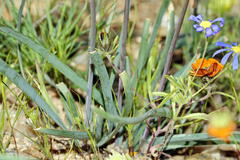 Tulbaghia dregeana