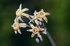 Tulbaghia dregeana