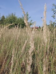 Calamagrostis epigejos