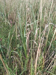 Calamagrostis epigejos