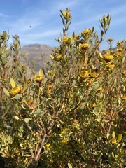 Leucadendron glaberrimum erubescens