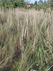 Calamagrostis epigejos