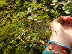 Agrostis vinealis trinii