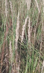 Calamagrostis epigejos