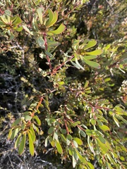 Leucadendron glaberrimum erubescens