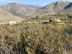 Leucadendron glaberrimum erubescens