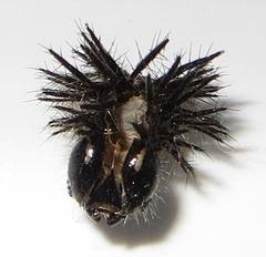 Acraea petraea