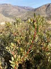 Leucadendron glaberrimum erubescens