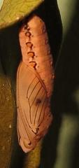 Acraea petraea