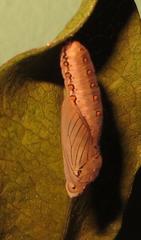 Acraea petraea