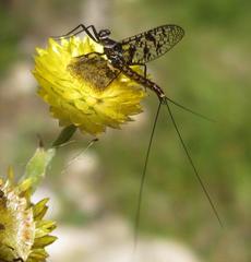 Adenophlebia dislocans