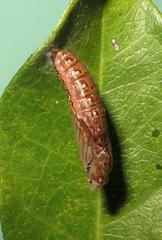 Acraea petraea