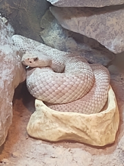 Crotalus catalinensis
