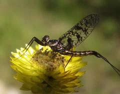 Adenophlebia dislocans