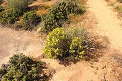 Oedera sedifolia