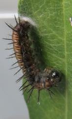 Acraea petraea