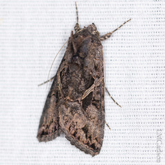 Ctenoplusia oxygramma