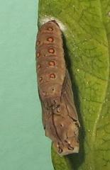 Acraea petraea
