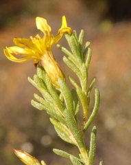 Oedera sedifolia