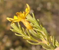Oedera sedifolia