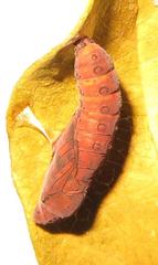 Acraea petraea