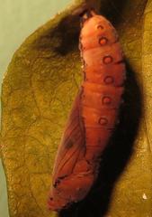 Acraea petraea