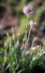 Allium senescens glaucum