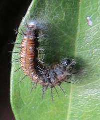 Acraea petraea