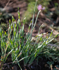 Allium senescens glaucum