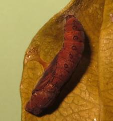 Acraea petraea