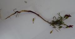 Oxalis pendulifolia