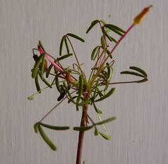 Oxalis pendulifolia