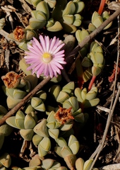 Braunsia maximilianii