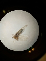 Bactericera cockerelli