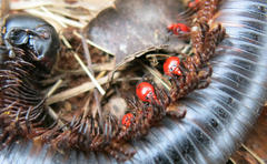 Ectrichodia crux