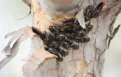 Cartoblatta pulchra
